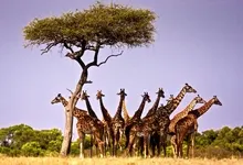 animals giraffes herds 3000x2000 wallpaper Art HD Wallpaper